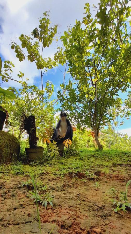 Sumatra Thomas Leaf Monkey & Jungle Trek Homestay *